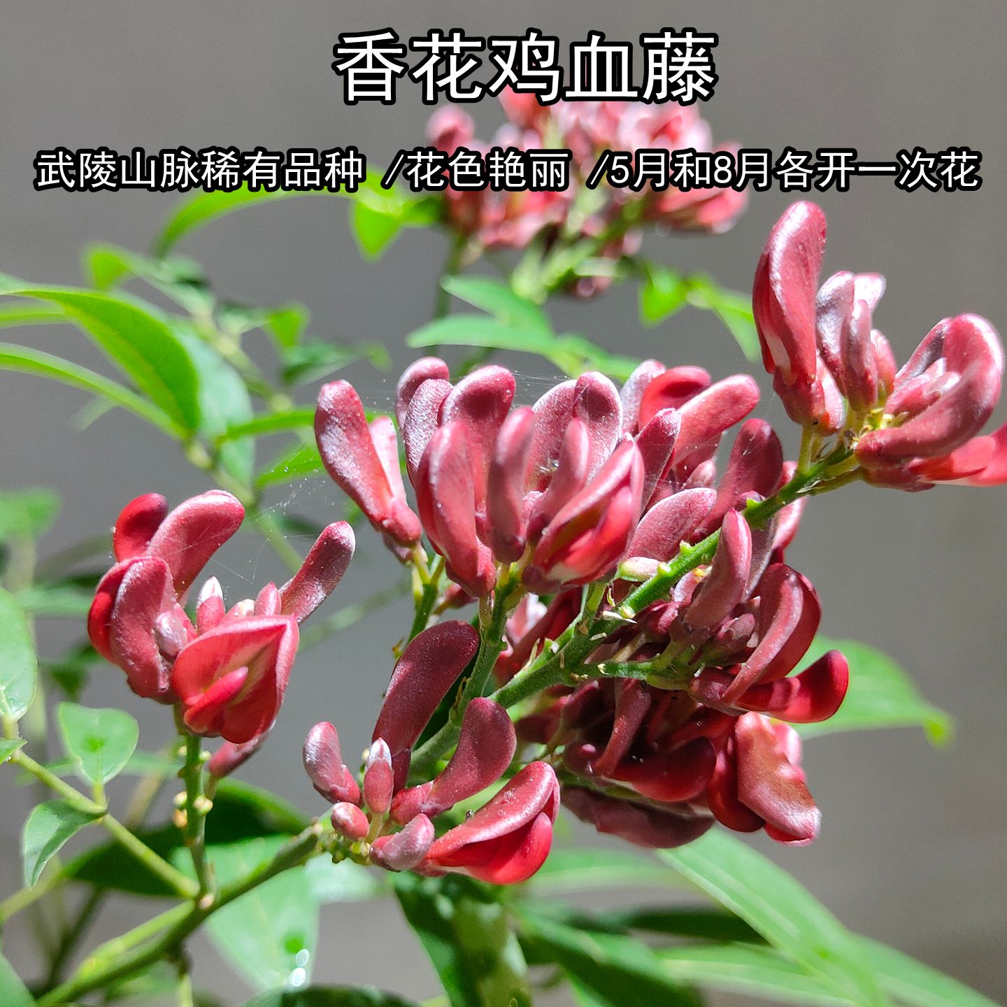 香花鸡血藤植物盆景一物一拍