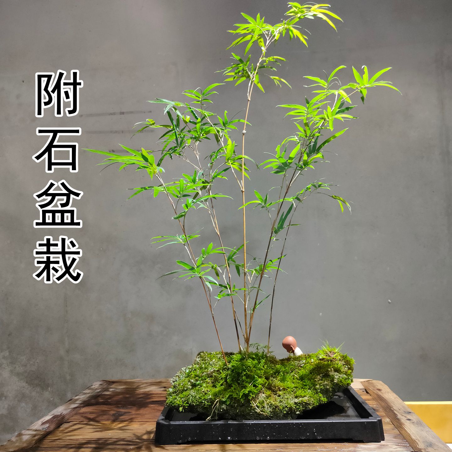 养心静心附石菖蒲赏心悦目