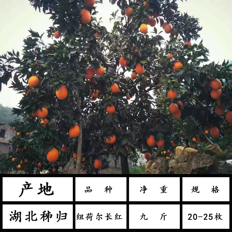 好吃不上火自然熟果冻橙