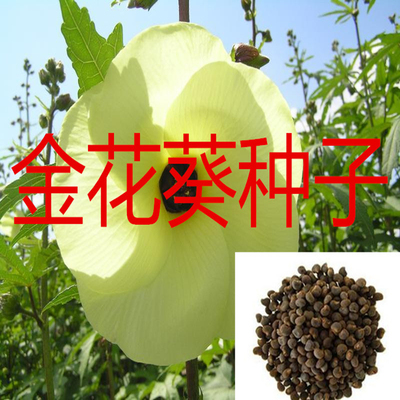 金花葵种子金花葵籽秋容葵籽京蓝葵茶种子一斤500g