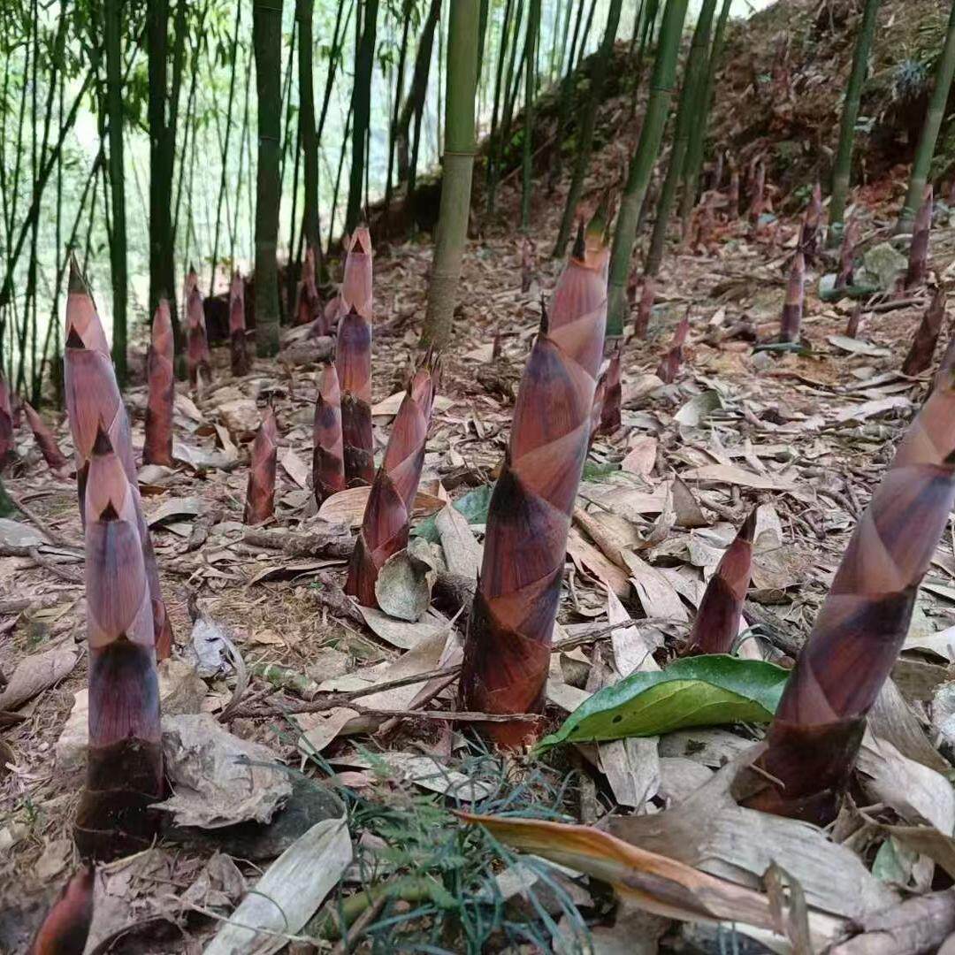 广西龙脊农家自种春笋新鲜现挖竹笋脆嫩笋应季鲜甜农产品