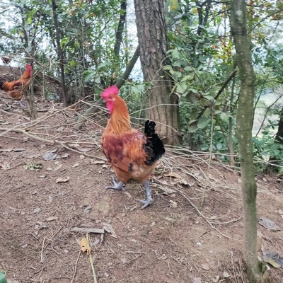 土鸡 跑山鸡 农村 现杀 无饲料 乌脚杆 198/只 7斤左右 包邮