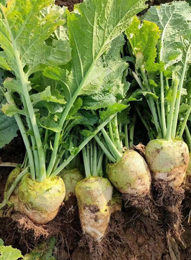 芥菜新鲜当季时令蔬菜农家现挖现发山东特产带叶带疙瘩500g装包邮