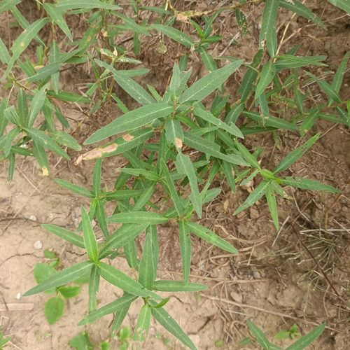 当季头茬药用中药材兔子酸辣蓼草