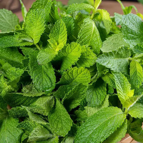 山东聊城现摘头茬薄荷叶可食用
