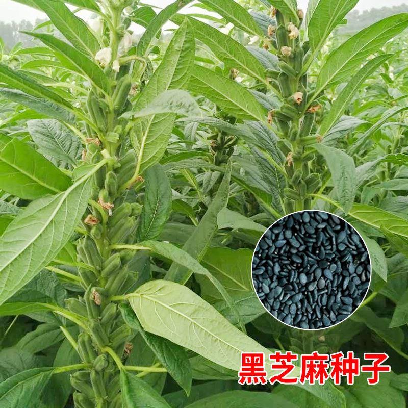 农家白芝麻高产黑芝麻种子种籽孑四季菜籽春季籽种盆栽蔬菜菜种