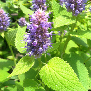 鼠尾草苗藿香牛至马郁兰甜叶菊香妃草苗盆栽食用香草种苗孑种子籽