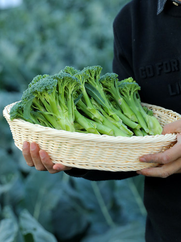 亚非西兰苔种子菜心芦笋青花四季