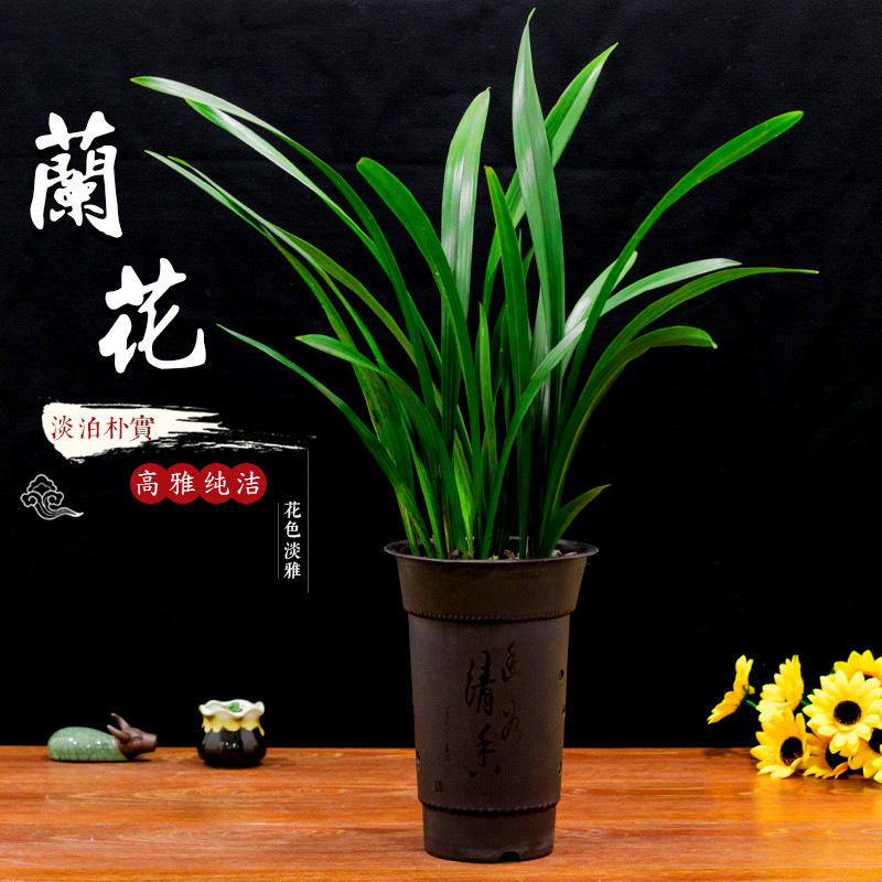 四季兰花苗盆栽墨兰花精品企黑墨兰苗兰花苗高档室内盆栽当年开花