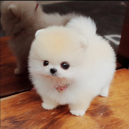 纯种博美犬长不大犬价格 纯种博美犬长不大犬图片 星期三