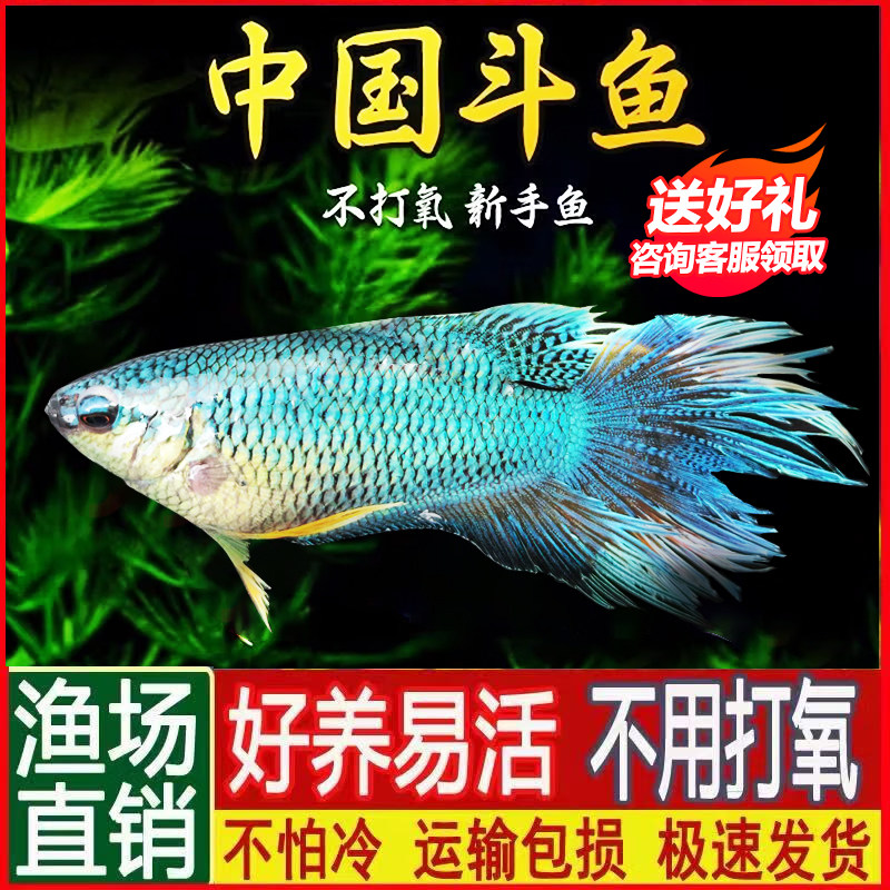 中国斗鱼活体鱼冷水淡水观赏鱼