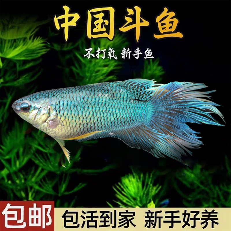 中国斗鱼活体鱼冷水淡水观赏鱼