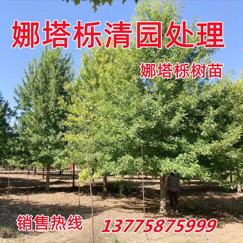 娜塔树苗北美红栎庭院绿化