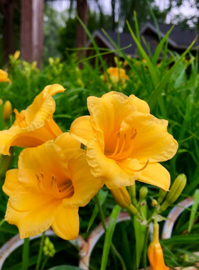 金娃娃大花红色海盗金光大道萱草花苗四季易种易活庭院景观花卉苗