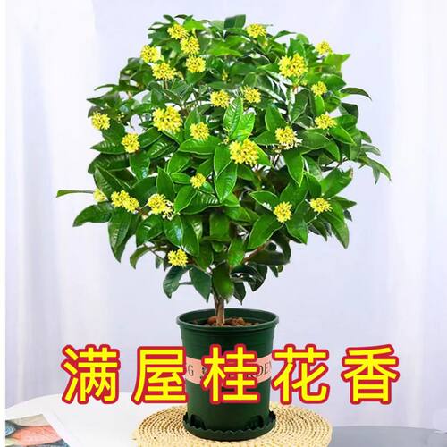 桂花浓香型盆栽花卉树苗植物室内外庭院绿化四季桂好养常年开花