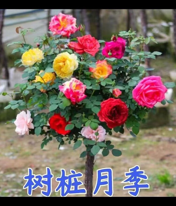 树桩大花月季浓香型高杆棒棒糖嫁