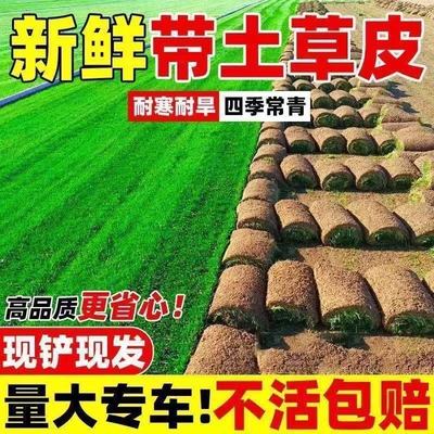 草坪草皮带泥土绿化真草坪马尼拉草台湾草果岭草别墅庭院绿化带土