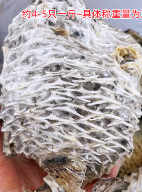 海南特产大号刺龟皮十成干深海刺龟鱼皮新鲜淡晒煲汤养胃养颜礼品