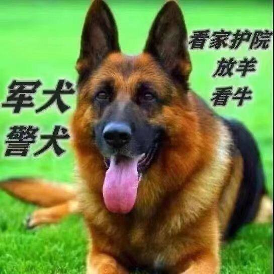 德牧幼犬纯种牧犬大型犬警犬弓背正宗黑背狼狗德国护院牧羊犬