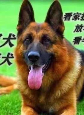 德牧幼犬纯种牧犬大型犬警犬弓背正宗黑背狼狗德国护院牧羊犬