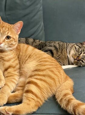 中华田园猫橘猫狸猫三花猫家养活体真猫黑猫奶牛白猫狸白猫抓老鼠