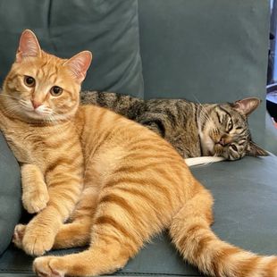 中华田园猫橘猫狸猫三花猫家养活体真猫黑猫奶牛白猫狸白猫抓老鼠