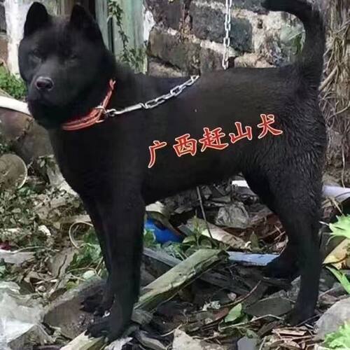 五黑犬幼犬黑狗虎头中华田园犬正宗黑色土猎广西土猎犬狗短毛狗