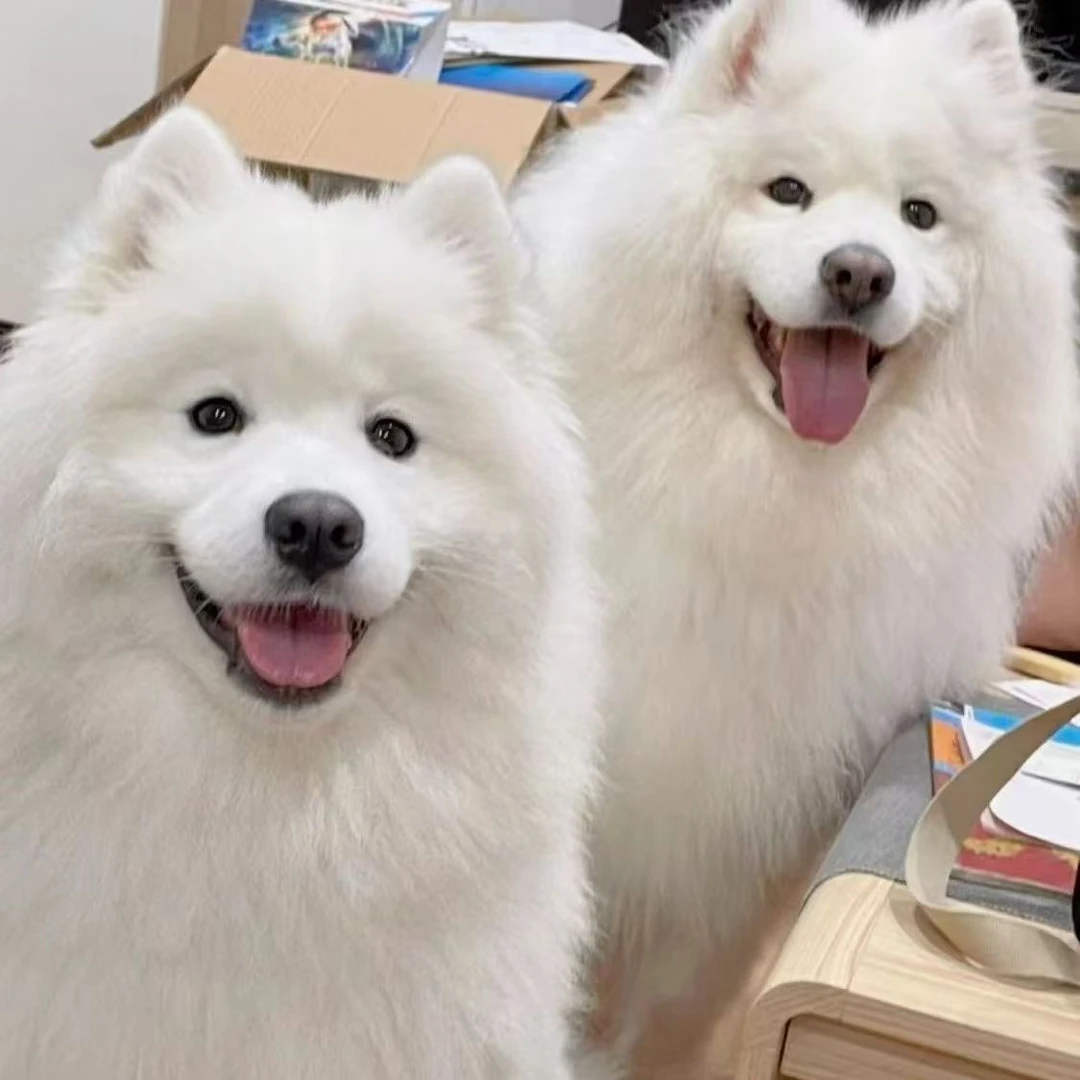 狗狗萨摩耶幼崽活物微笑天使萨摩耶熊版雪橇犬幼犬萨摩耶超萌狗狗