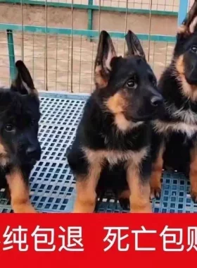 德牧犬幼犬三个月纯种德牧牧羊犬的正宗德国牧羊犬幼犬短毛狼狗