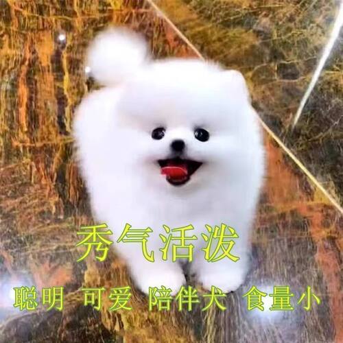 博美幼犬活体博美犬可爱单血黄博美白色便宜长不大小型犬宠物狗