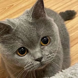 纯种英短蓝猫幼猫英国短毛猫矮脚小猫活物幼崽折耳猫活泼宠物猫咪