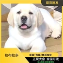纯种拉布拉多幼白色黑色狗狗活体 拉布拉多幼犬活体大头版