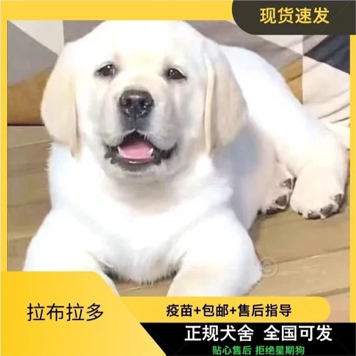 拉布拉多幼犬活体大头版纯种拉布拉多幼白色黑色狗狗活体