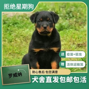 纯种罗威纳幼犬小狗狗大型犬护卫犬警犬看家狗宠物狗罗威纳犬猛犬