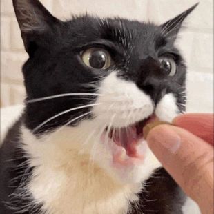 猫咪活物成年猫中华狸花猫捉鼠猫土猫家猫网红橘猫三花猫青年猫