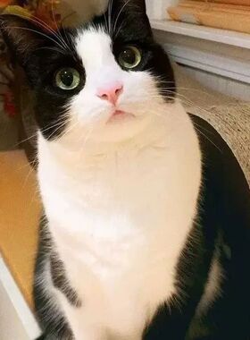 猫咪活物奶牛猫宠物幼猫家养土猫纯种中华田园猫