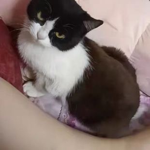 中华田园猫活物成年猫青年捕鼠猫咪网红猫橘猫狸猫奶牛猫土猫活体