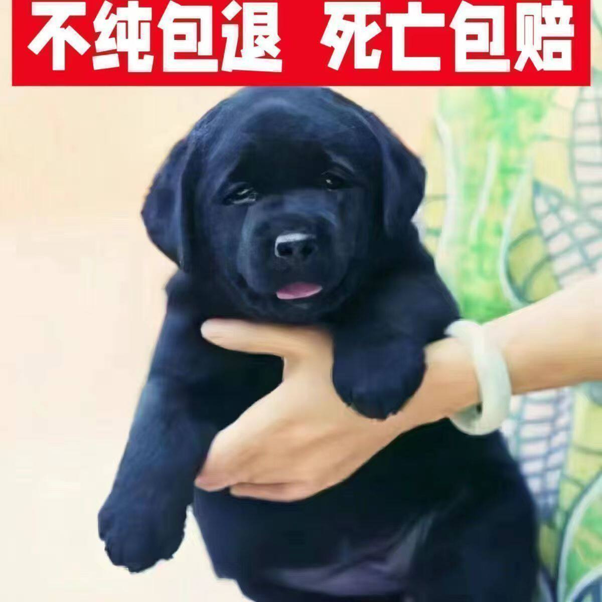 咖色白色拉布拉多幼犬大头版拉布拉多幼崽奶白色黑色拉布拉多现货图片