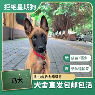 纯种马犬活体爆红比利时小马犬幼犬看家护院警犬军犬宠物狼狗活物