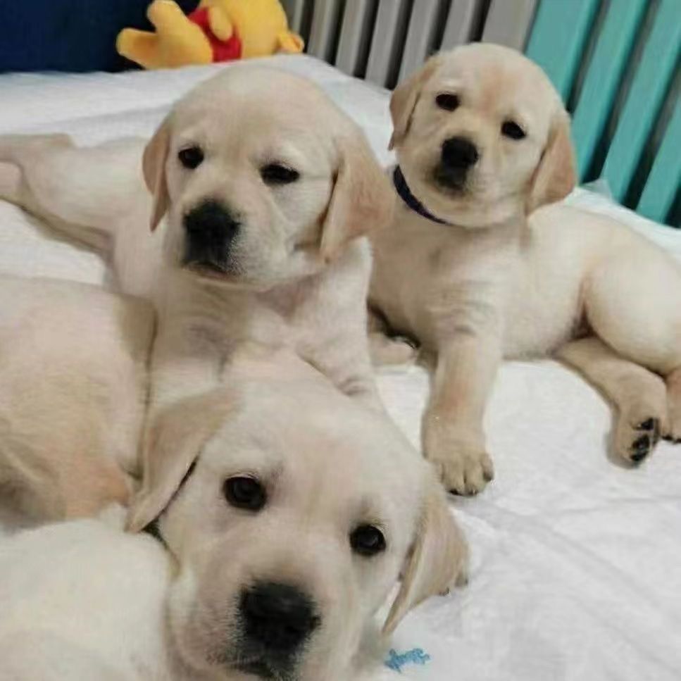 拉布拉多幼犬纯种高智商大型犬活体血统黑色白色狗狗宠物狗导盲犬图片