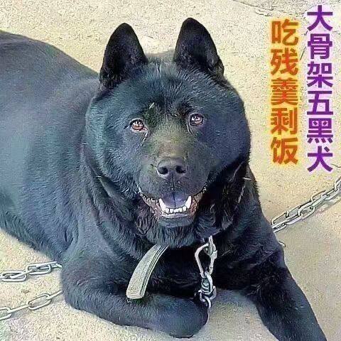 五黑犬幼犬狗狗黑狗虎头田园中华赶山广西狩猎猎犬看家护院