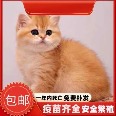 中华田园猫橘猫狸猫三花猫家养活体真猫黑猫奶牛白猫狸白猫抓老鼠