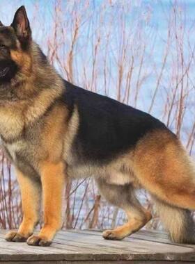 德牧犬幼犬两个月活的德国牧羊犬幼崽大狼狗