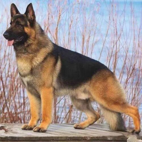 德牧犬幼犬两个月活的德国牧羊犬幼崽大狼狗
