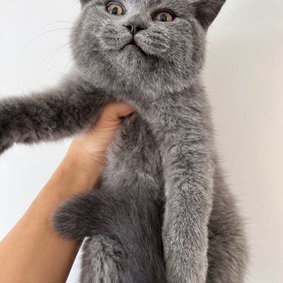 纯种英国短毛猫蓝胖子血统青年蓝猫活体宠物猫活物小猫咪疫苗齐全