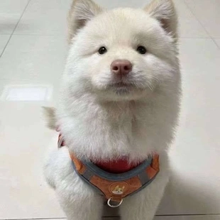 土松幼犬活体可爱狗狗听话狮子狗长毛狩猎犬不掉毛白色温顺