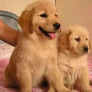 纯种金毛幼犬活体大骨架大型宠物狗