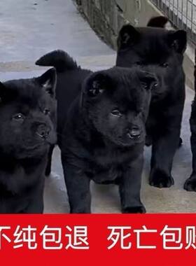 纯黑五黑犬大骨架虎头猫耳幼犬中华田园犬赶山狩猎看家护院小狗狗
