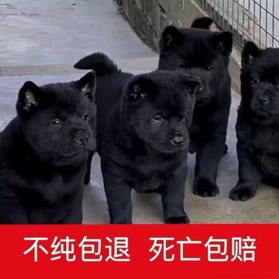 纯黑五黑犬大骨架虎头猫耳幼犬中华田园犬赶山狩猎看家护院小狗狗