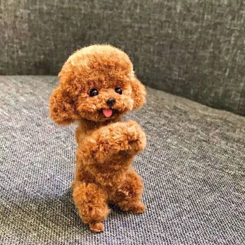 泰迪长不大红棕色可爱贵宾犬活物宠物活的灰泰迪幼犬棕色飞耳泰迪